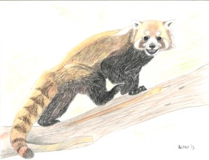 red_panda