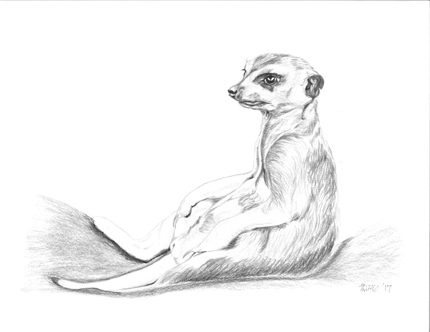 sitting_meerkat