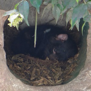 a resting Tasmanian devil