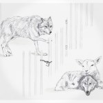 wolf_lamb_wolf_square